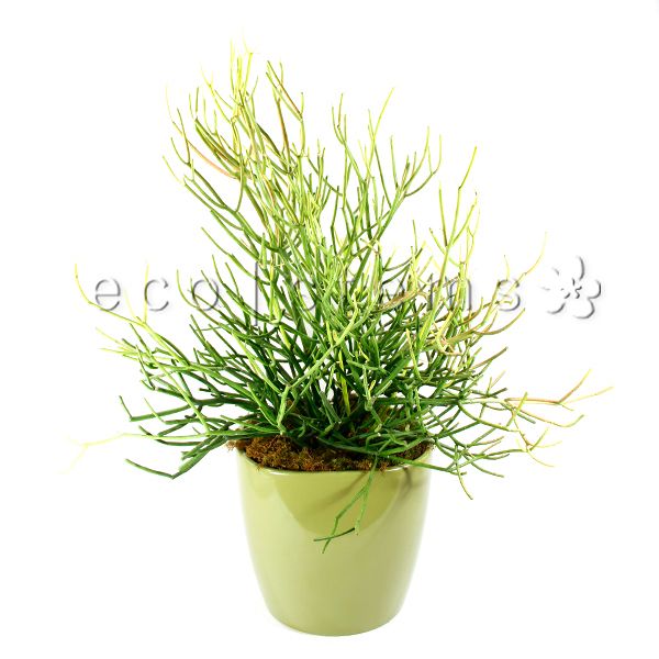 Pencil Cactus Potted Indoor Houseplant Toronto Ontario Delivery