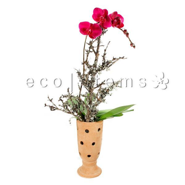 Large Phalaenopsis Orchids Planter Toronto Ontario Delivery