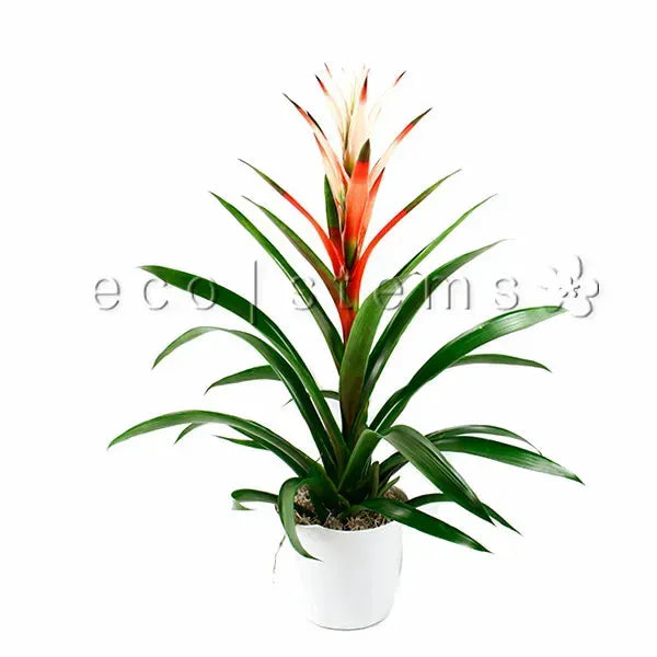 scarlet star bromeliad Toronto