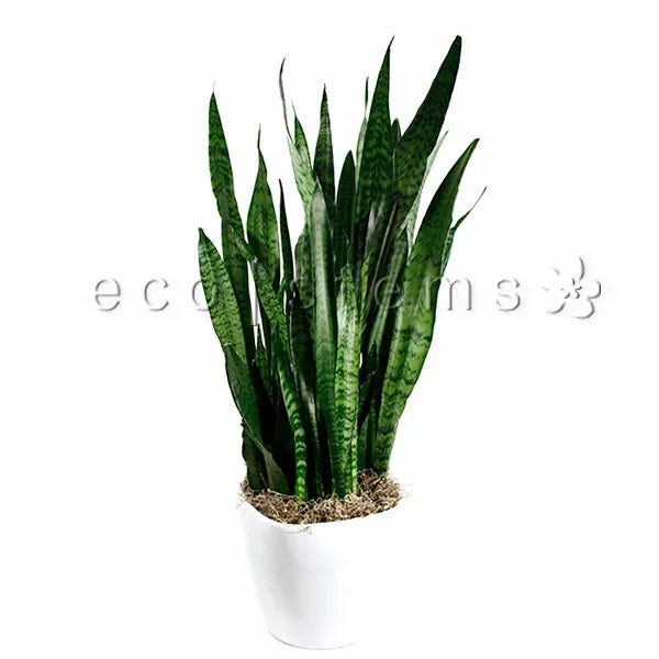 Green Snake Plant Potted Toronto Delivery