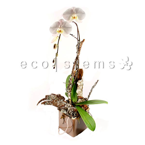 Large Phalaenopsis Orchids Planter Toronto Ontario Delivery
