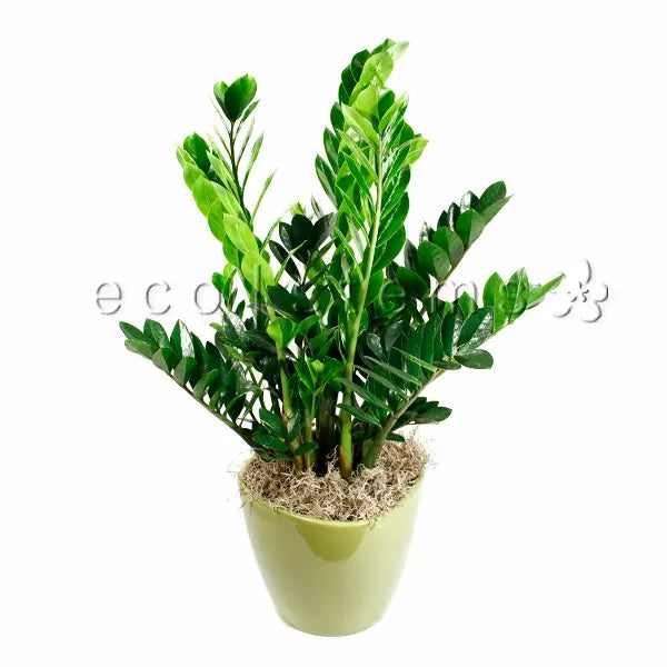 ZZ Potted Indoor Plant Toronto Delivery