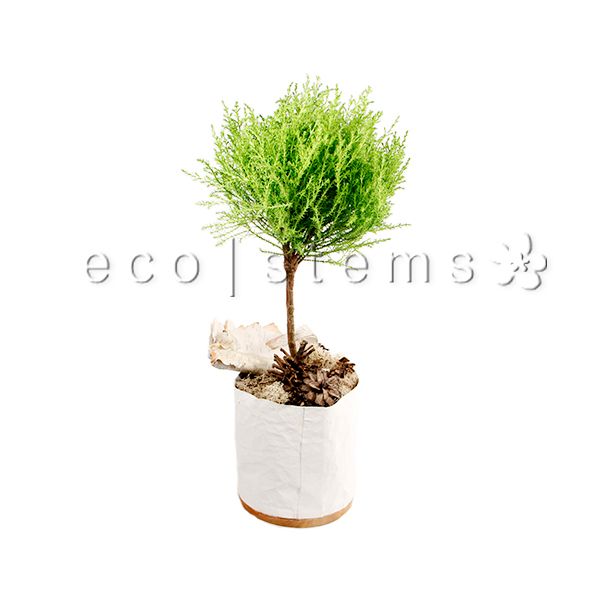 Lemon Cypress Topiary Potted Indoor Houseplant Toronto Ontario Delivery