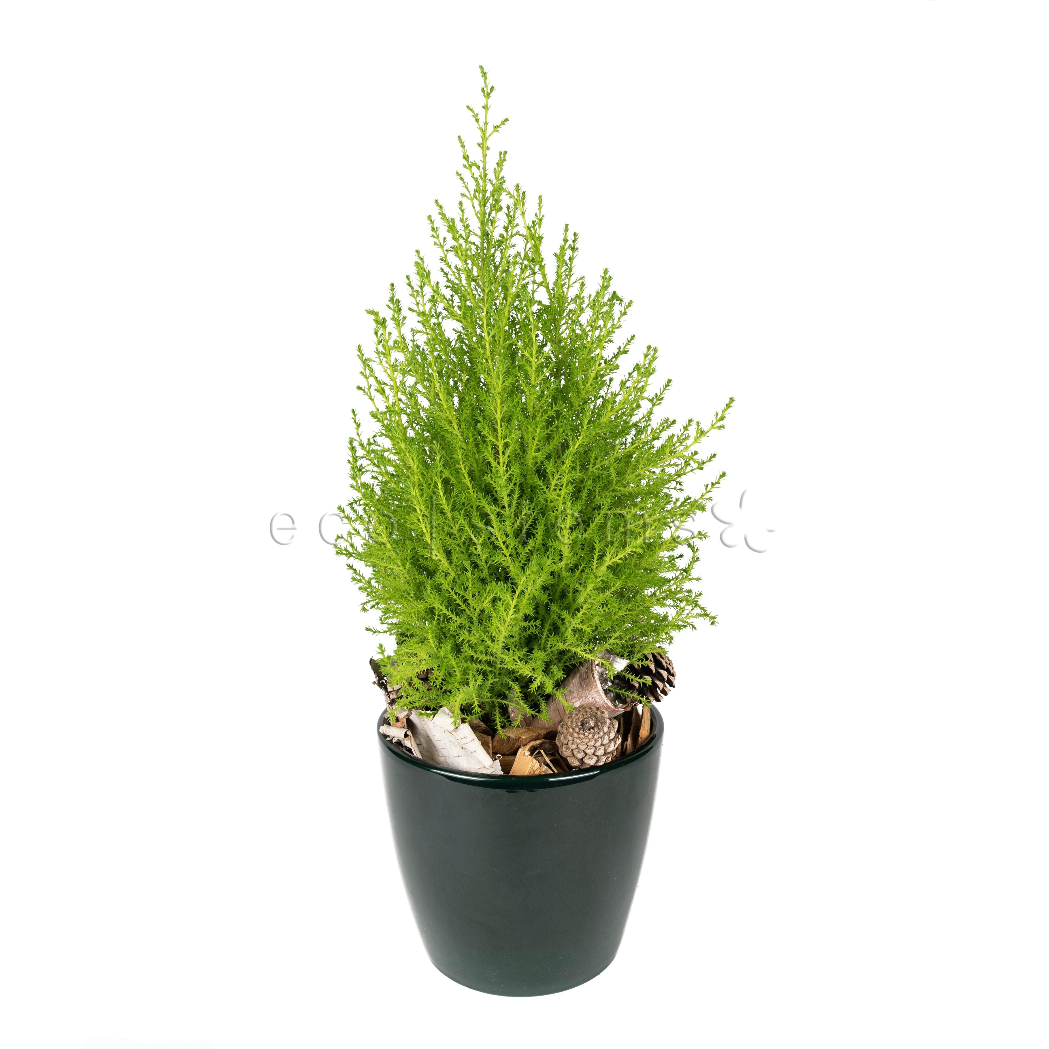 Lemon Cypress Tree Potted Indoor Houseplant Toronto Ontario Delivery
