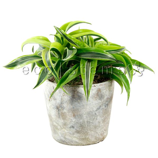 Lemon Surprise Dracaena Potted Indoor Houseplant Toronto Ontario Delivery