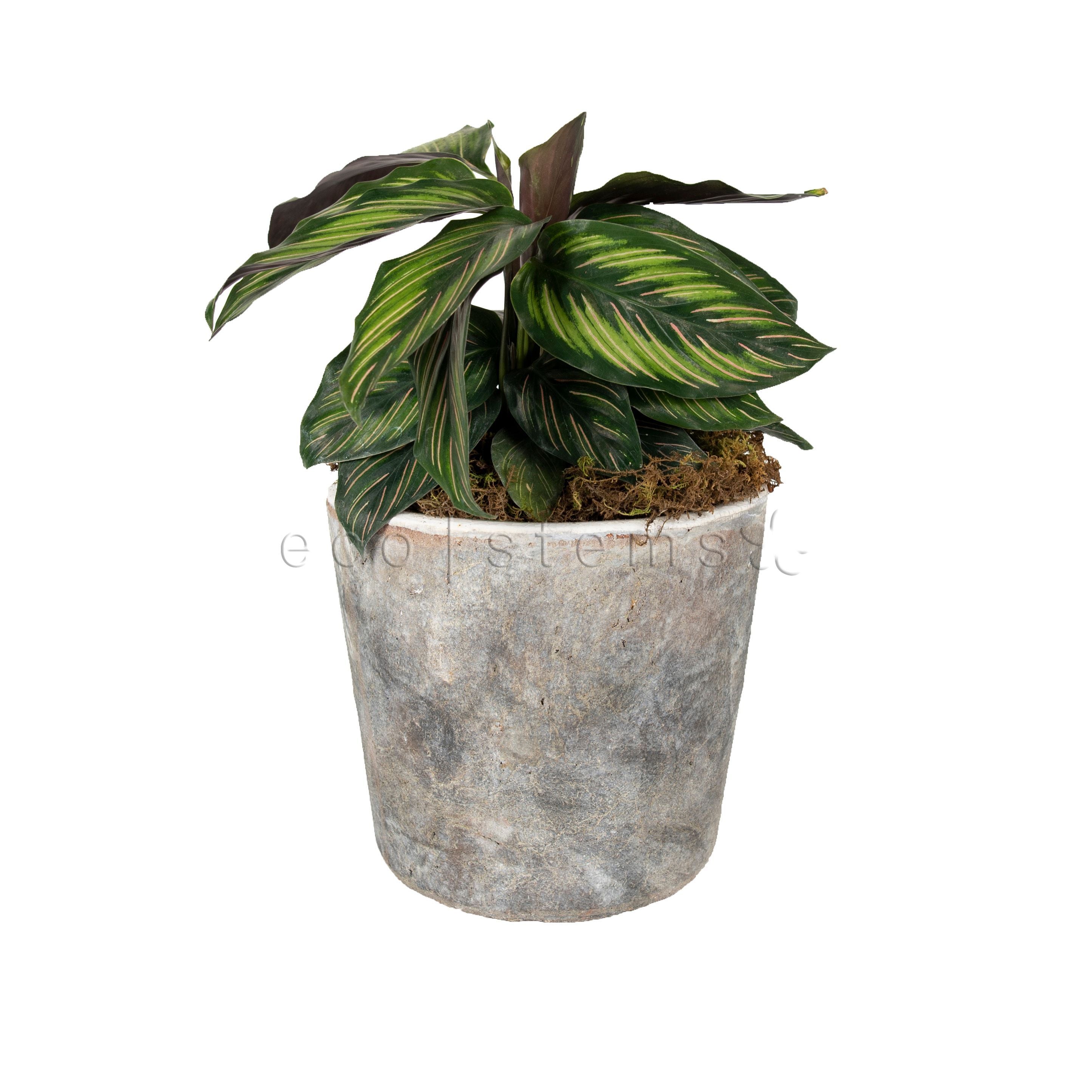 Beauty Star Prayer Potted Indoor Houseplant Toronto Ontario Delivery