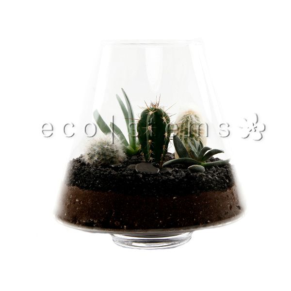 Lampshade Desert Glass Terrarium Toronto Ontario Delivery