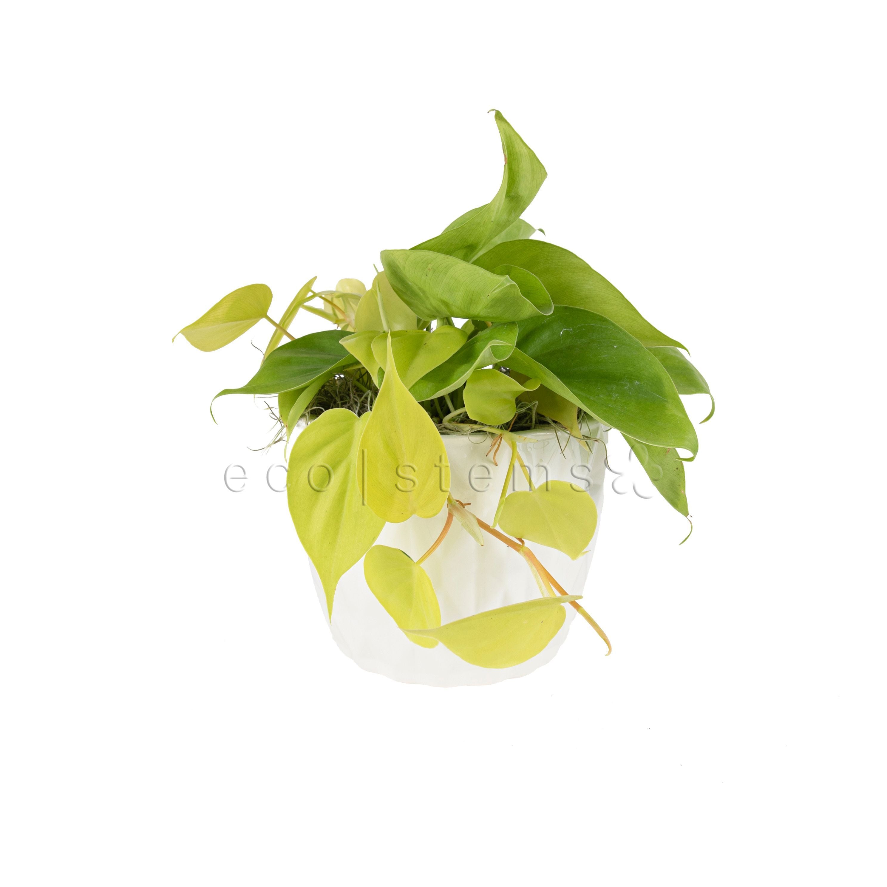 Neon Heart-Leaf Philodendron Potted Indoor Plant Toronto Ontario Delivery