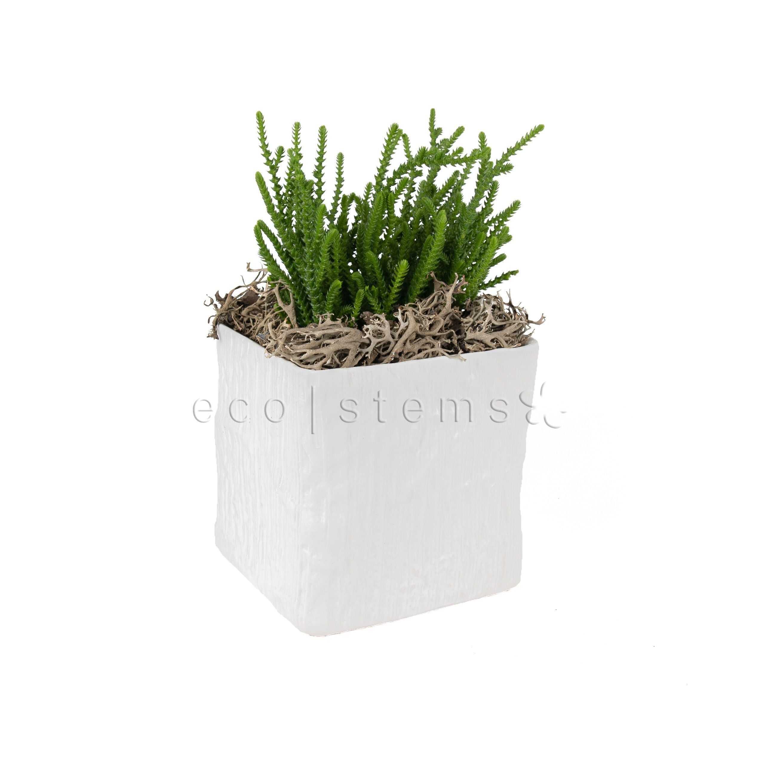Lizard Tail Succulent Potted Indoor Houseplant Toronto Ontario Delivery
