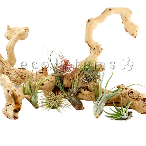 Medium Assorted Loose Air Plants Toronto Ontario Delivery