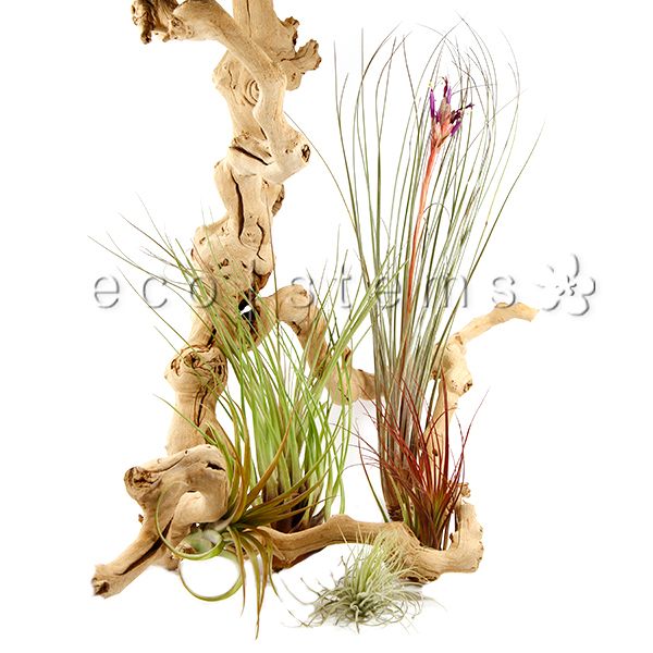 Large Assorted Loose Air Plants Toronto Ontario Delivery