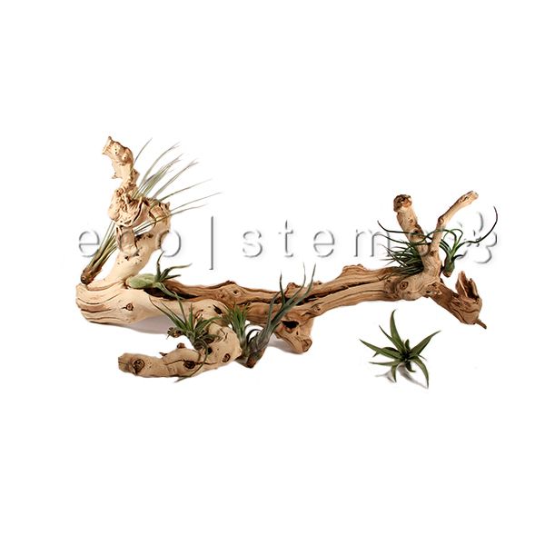 Small Assorted Loose Air Plants Toronto Ontario Delivery