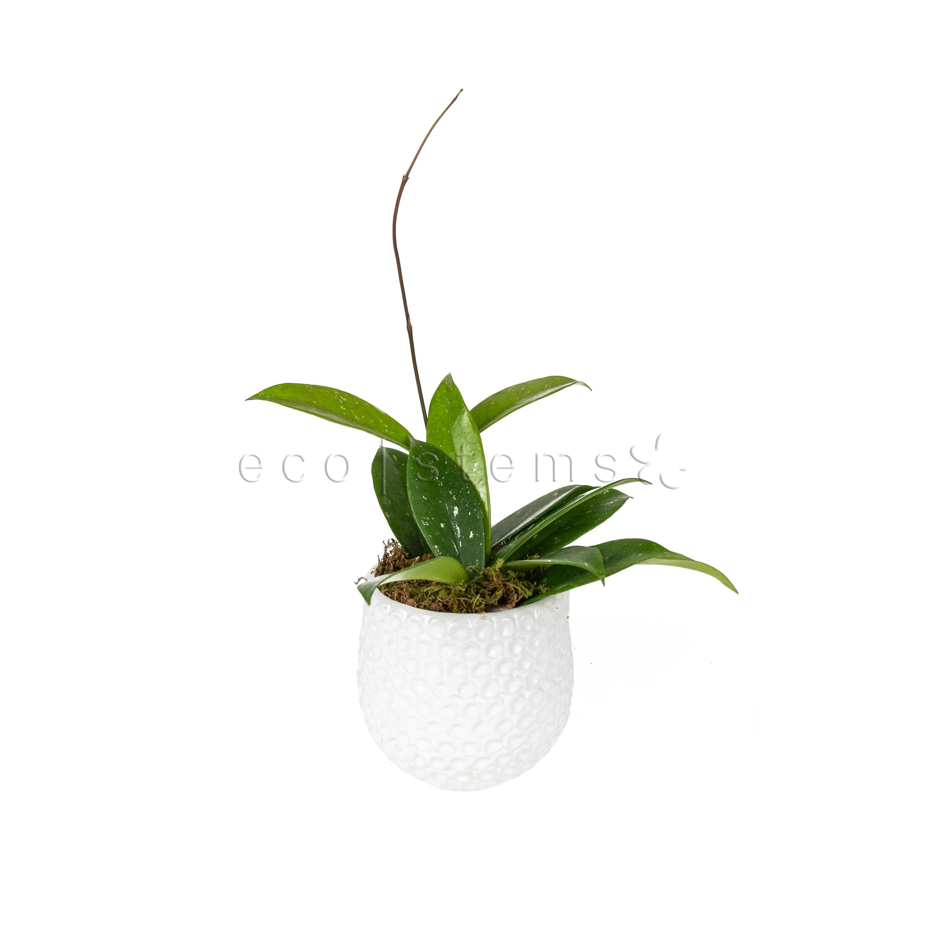 Speckled Hoya Vine Potted Indoor Houseplant Toronto Ontario Delivery