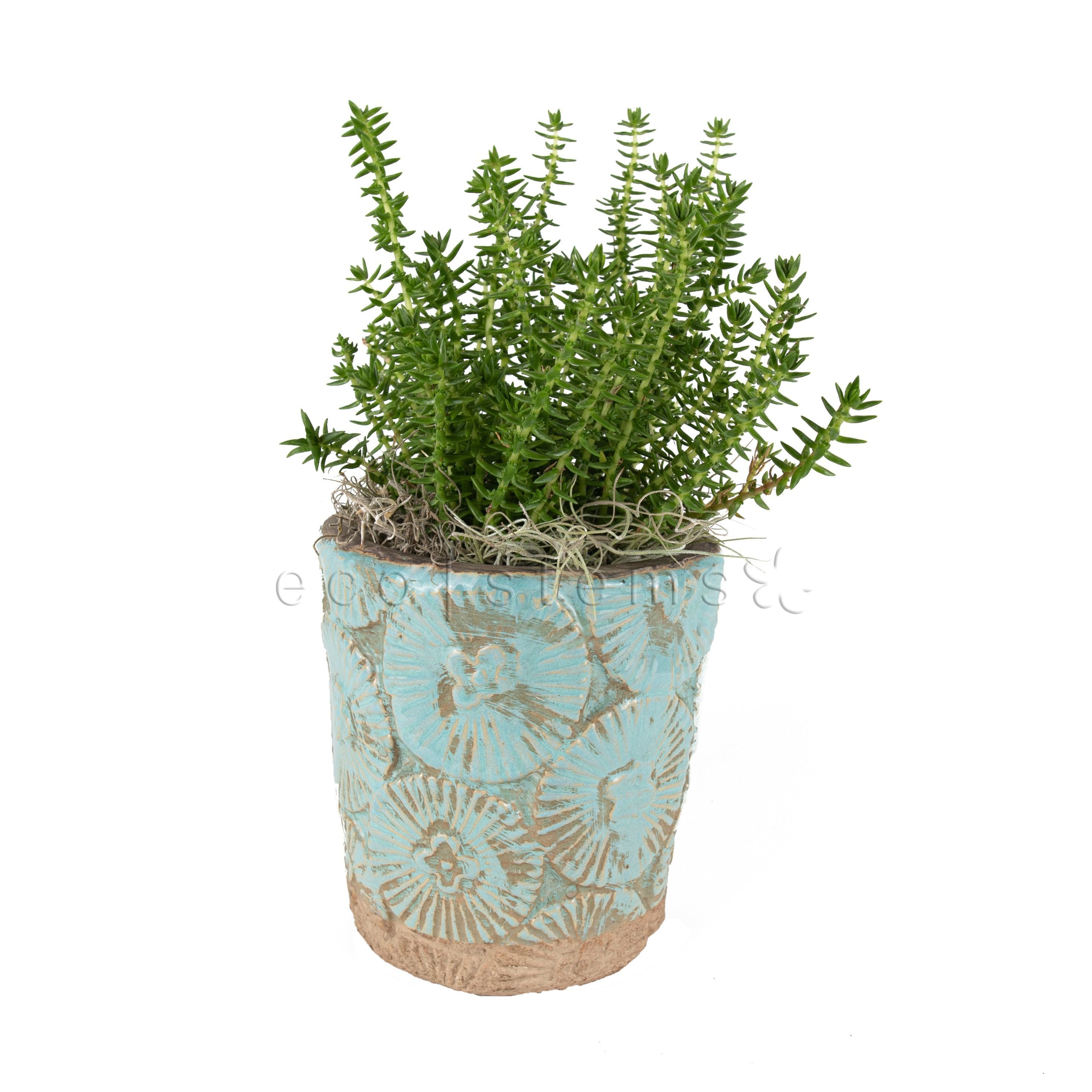 Miniature Crassula Succulent Potted Indoor Houseplant Toronto Ontario Delivery