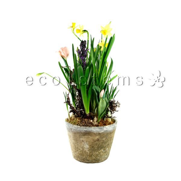 Mini Spring Bulb Garden Planter Toronto Ontario Delivery