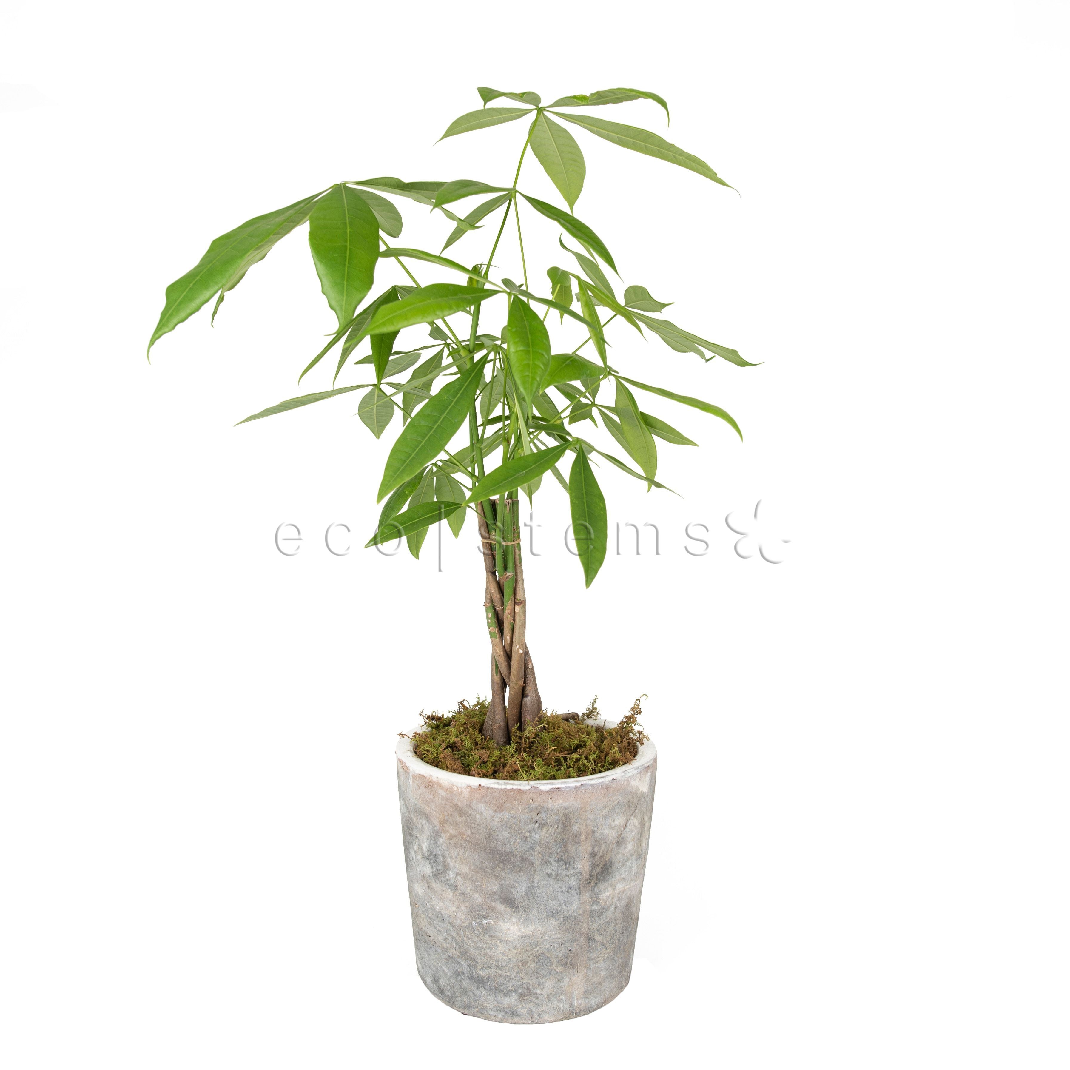 Money Tree Potted Indoor Plant Toronto Ontario Delivery