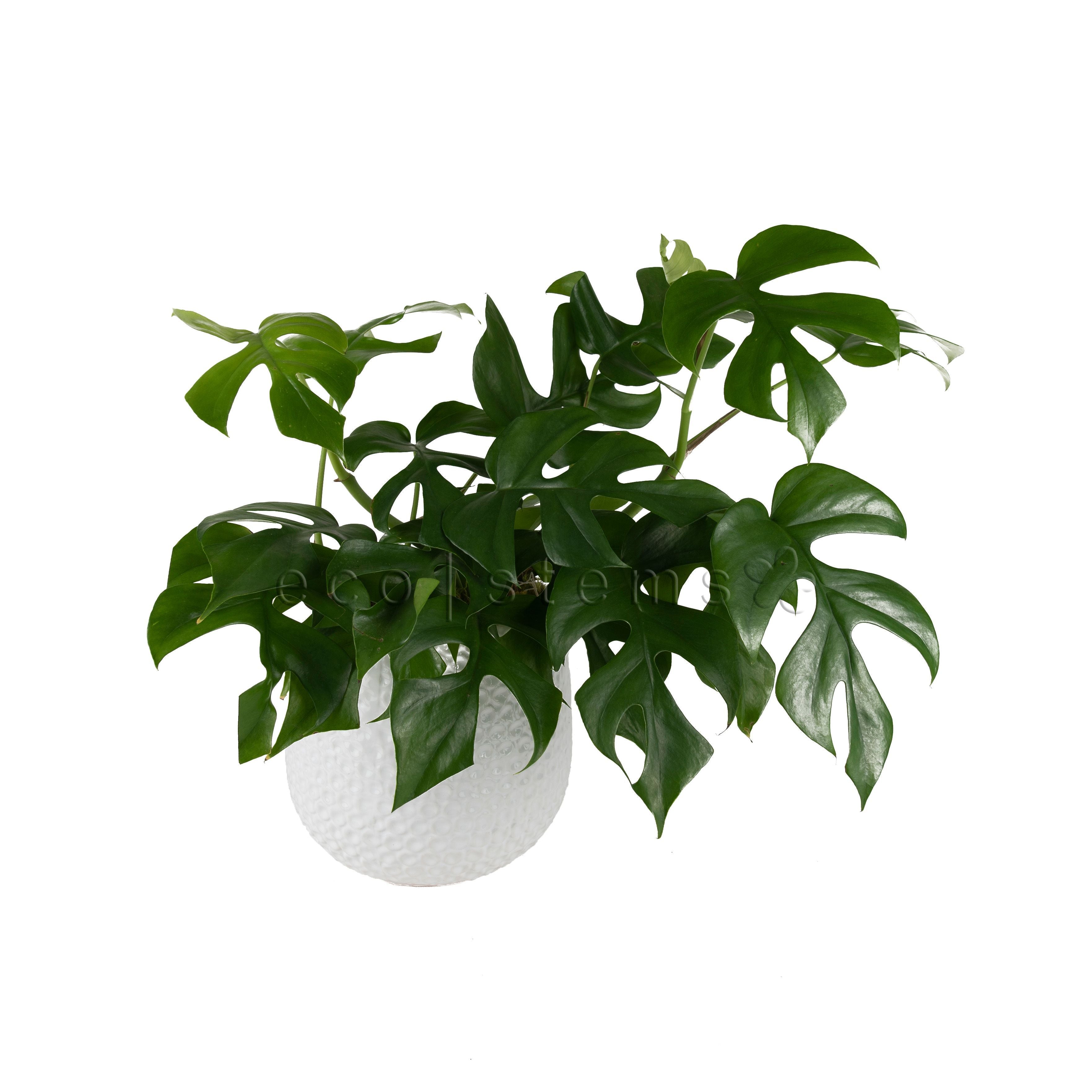 Mini Monstera Potted Indoor Houseplant Toronto Ontario Delivery