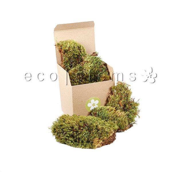 Mood Moss Toronto Ontario Delivery