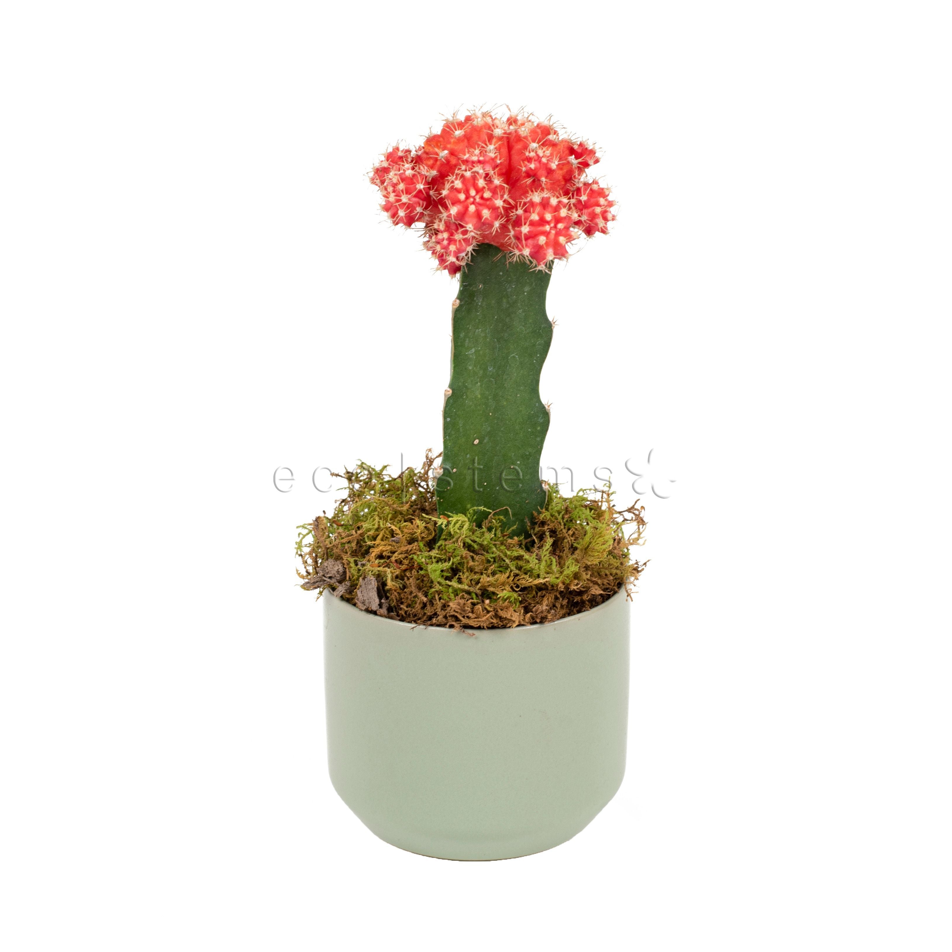 Moon Cactus Potted Indoor Plant Toronto Ontario Delivery
