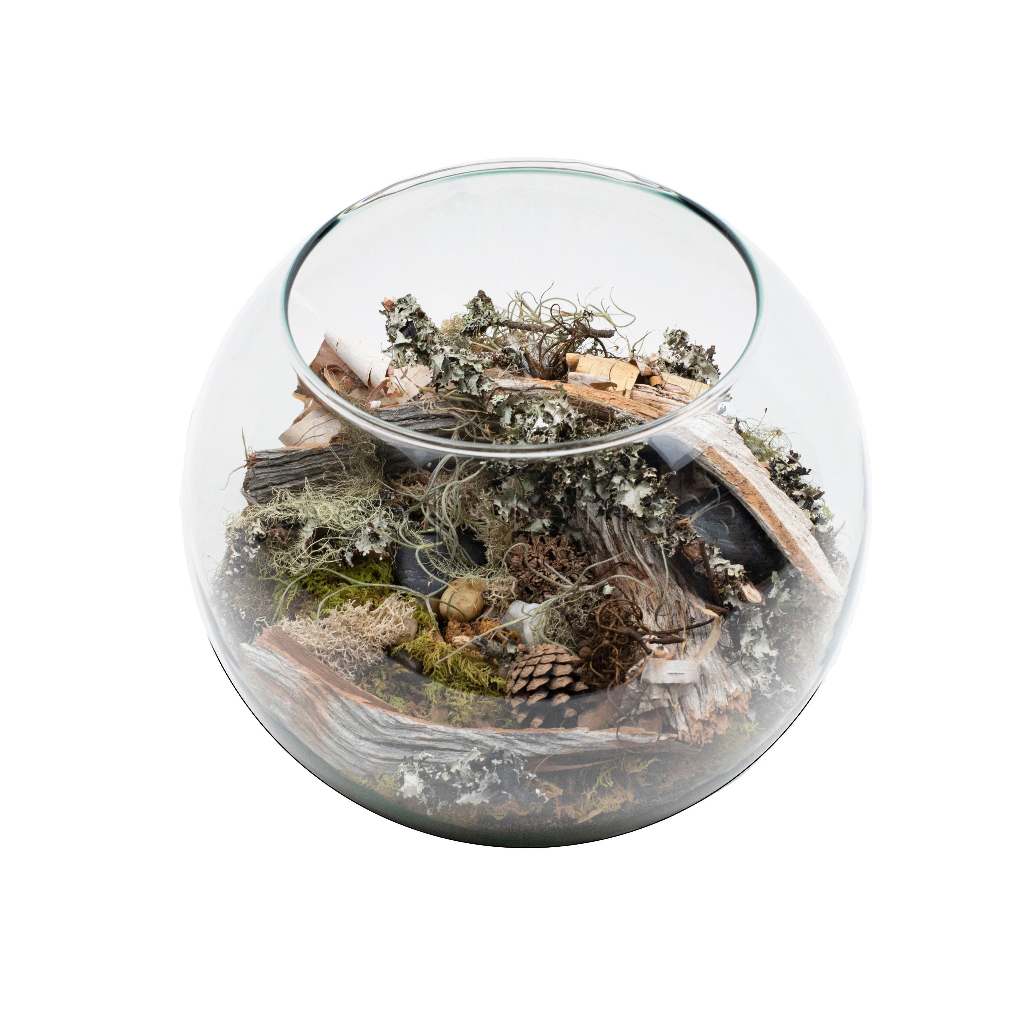 Moss Glass Terrarium Toronto Ontario Delivery