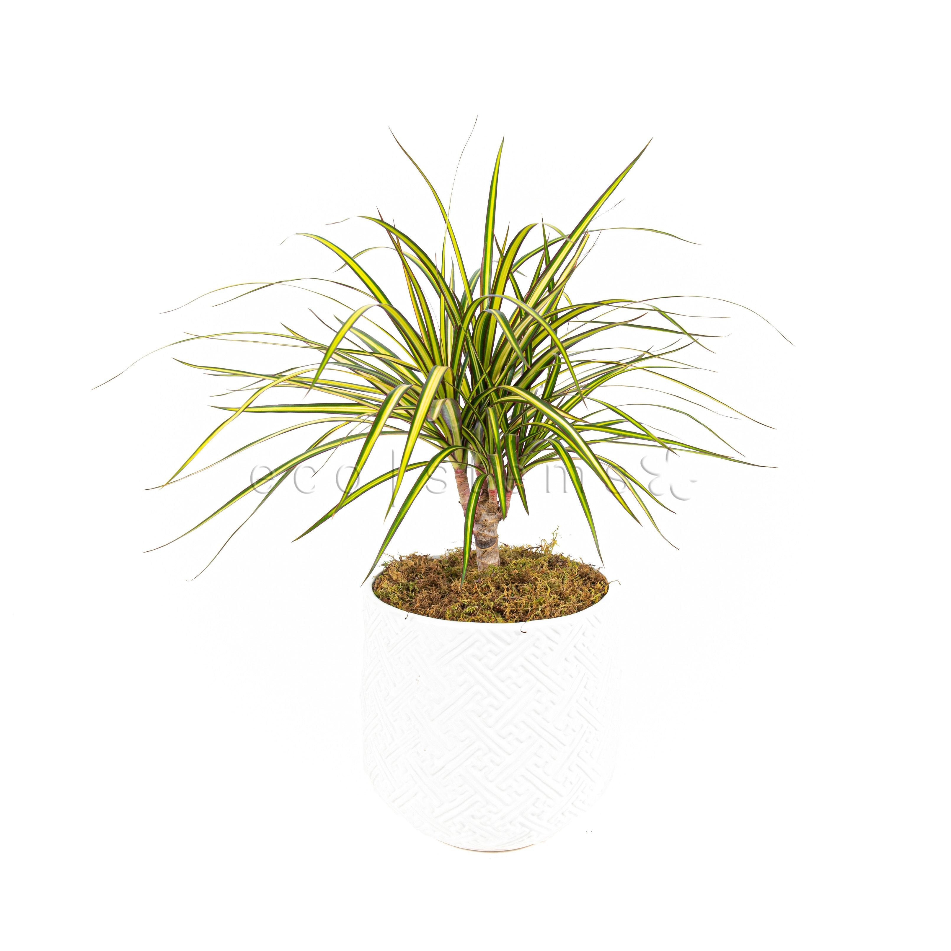 Kiwi Dracaena Marginata Potted Indoor Houseplant Toronto Ontario Delivery