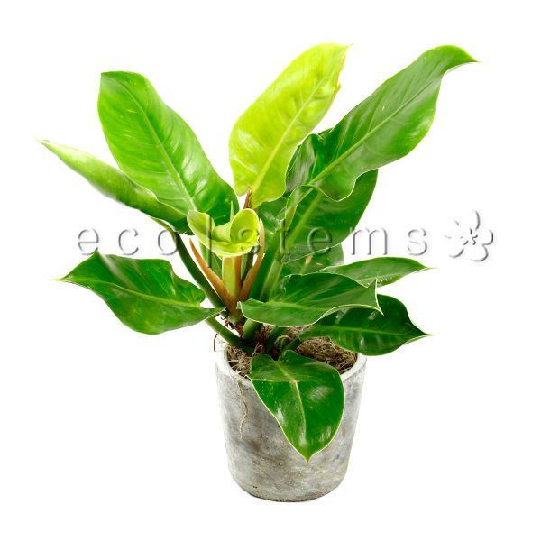 Moonlight Philodendron Potted Indoor Houseplant Toronto Ontario Delivery