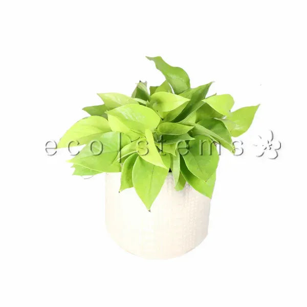 Neon Pothos Potted Indoor Plant Toronto Ontario Delivery