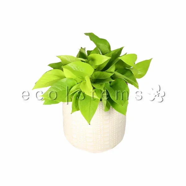 Neon Pothos Potted Indoor Plant Toronto Ontario Delivery