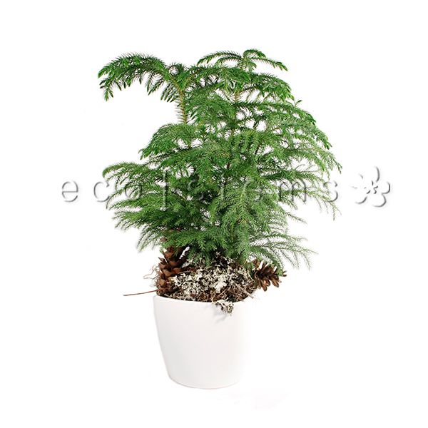 Norfolk Island Pine Potted Indoor Plant Toronto Ontario Delivery
