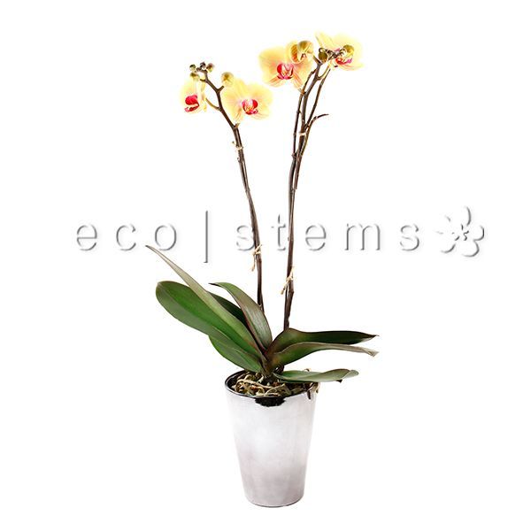 Large Phalaenopsis Orchids Planter Toronto Ontario Delivery