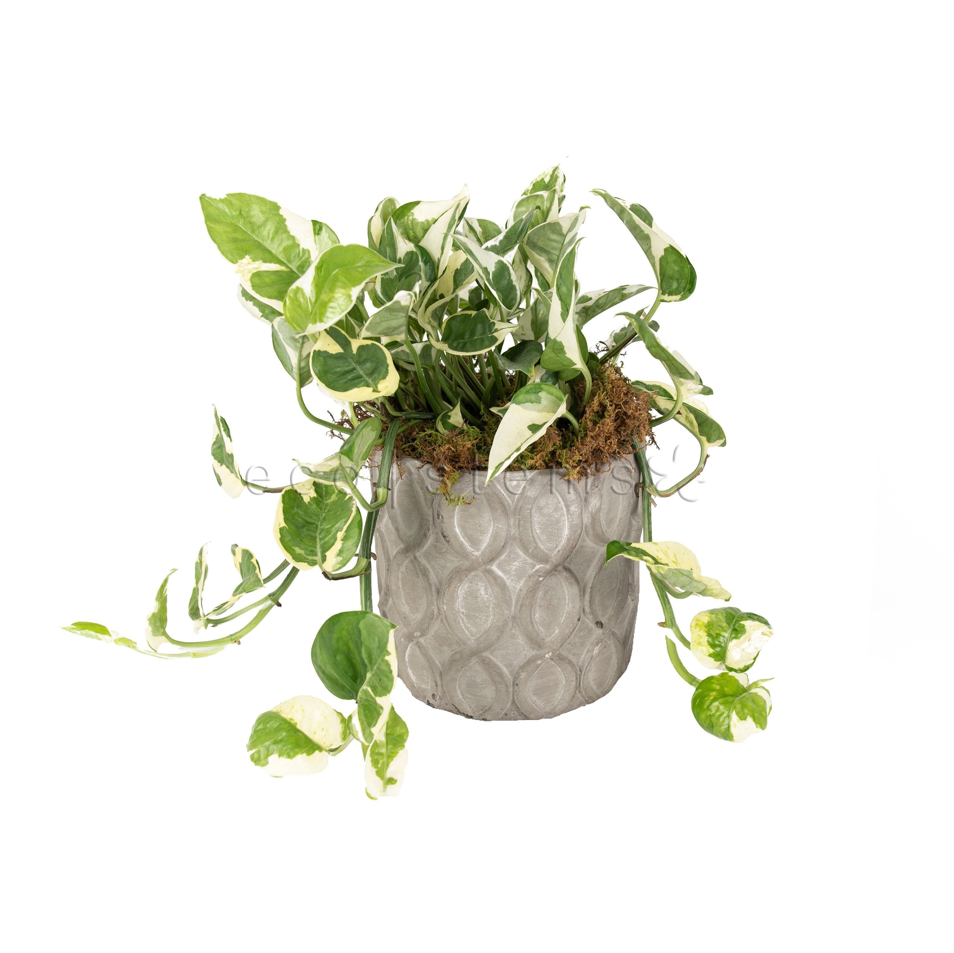 Pearls and Jade Pothos Potted Indoor Houseplant Toronto Ontario Delivery