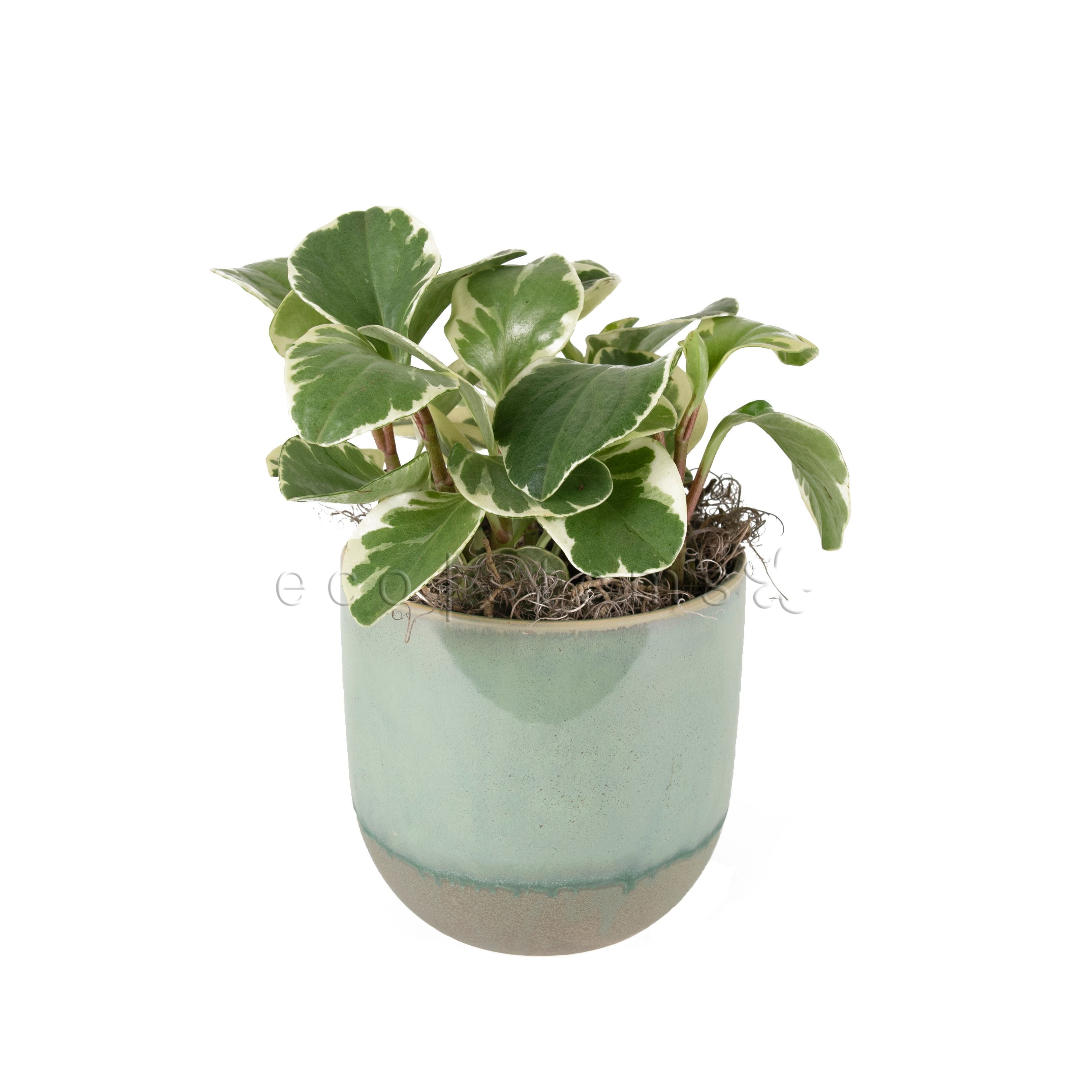 Variegated Mini Rubber Plant Potted Toronto Ontario Delivery