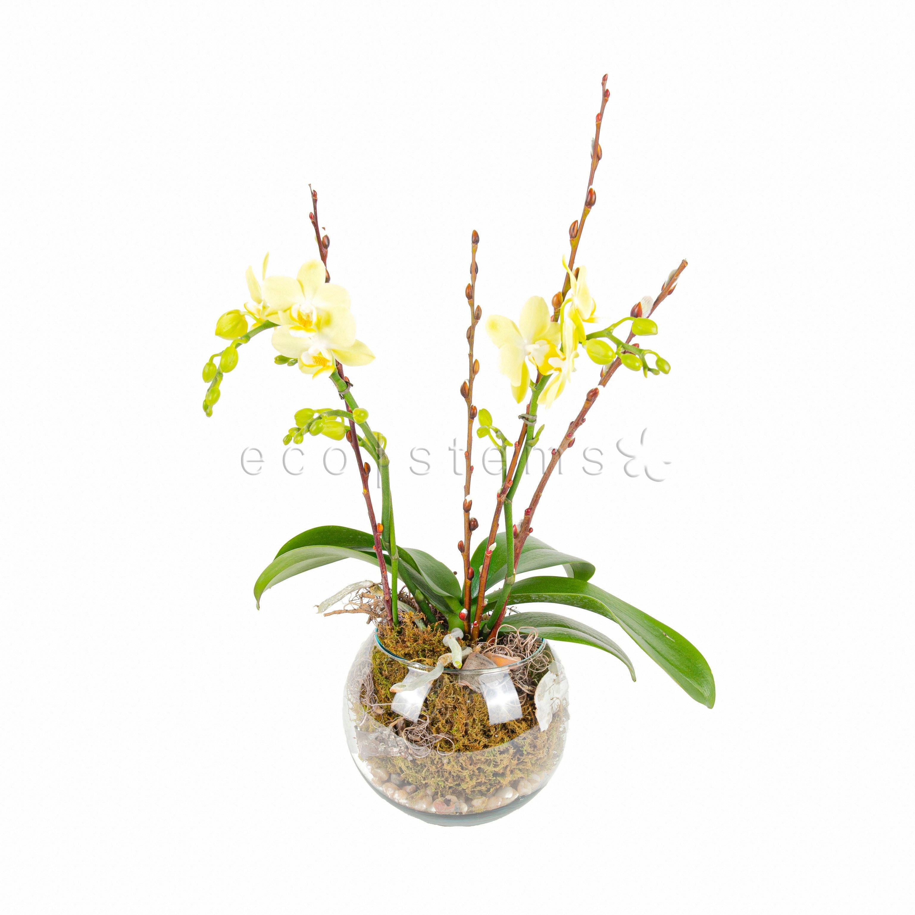 Phalaenopsis Orchid Fishbowl Planter Toronto Ontario Delivery