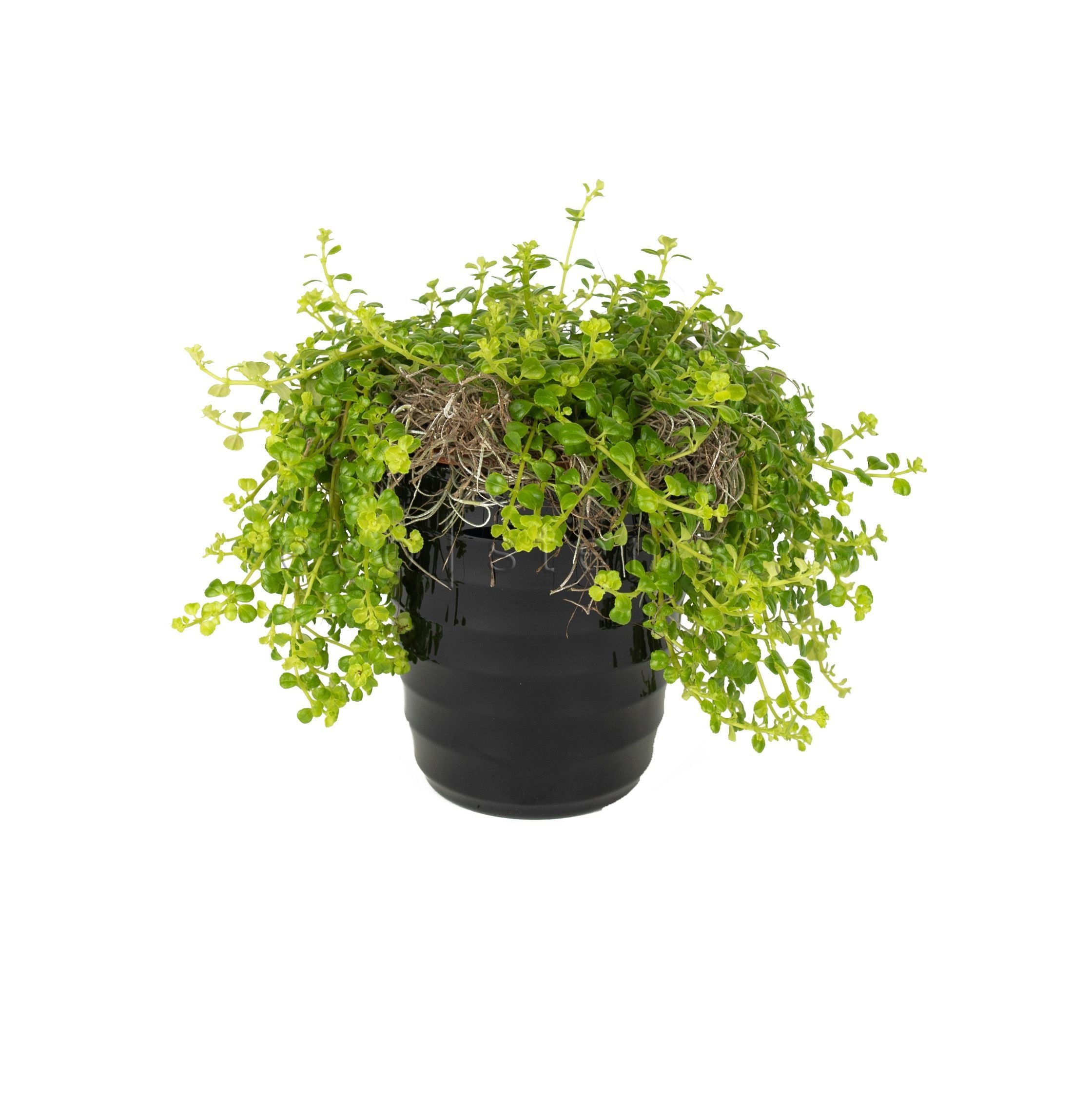 Baby Tears Vine Potted Indoor Plant Toronto Ontario Delivery