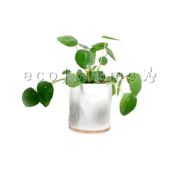 Chinese Money Potted Indoor Houseplant Toronto Ontario Delivery