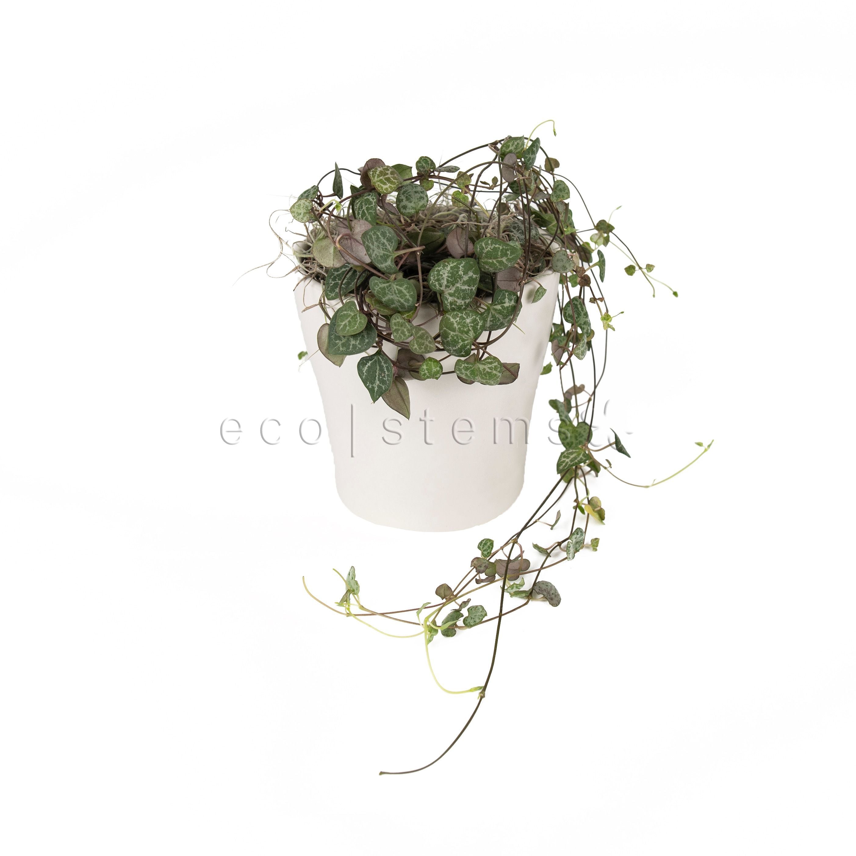 String of Hearts Vine Potted Indoor Plant Toronto Ontario Delivery