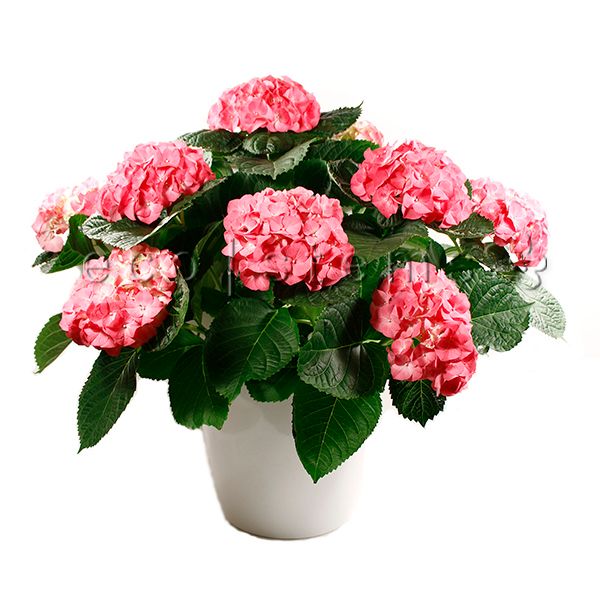 Spring Hydrangea Potted Indoor Houseplant Toronto Ontario Delivery