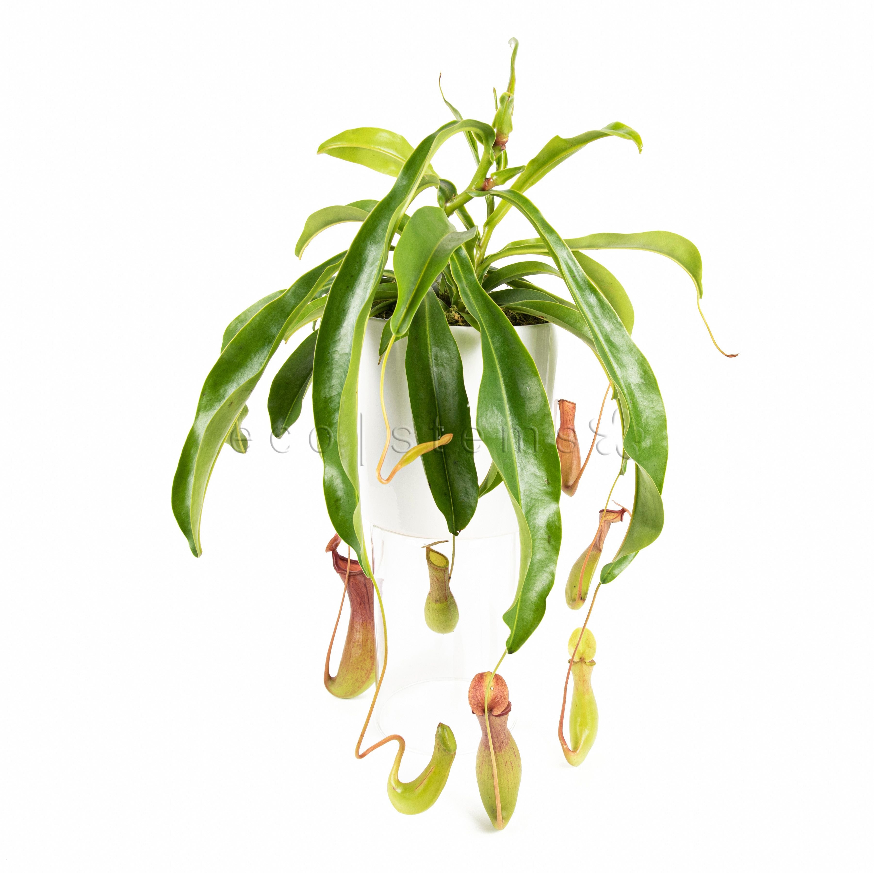 Pitcher Potted Indoor Carnivorous Plant Toronto Ontario Delivery