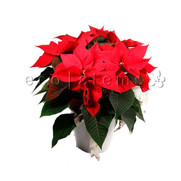 Poinsettia Potted Indoor Houseplant Toronto Ontario Delivery