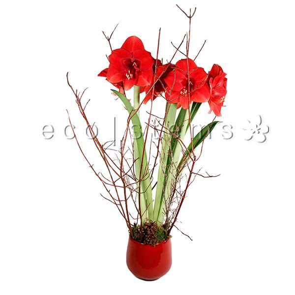 Amaryllis Potted Indoor Houseplant Toronto Ontario Delivery