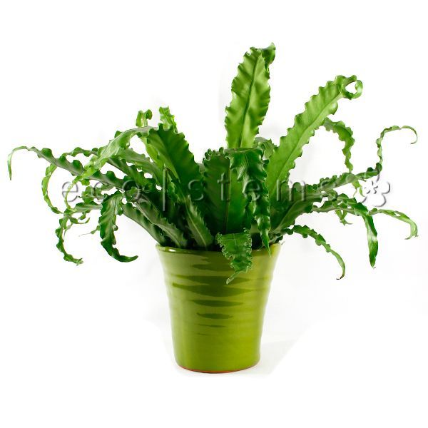 Bird's Nest Fern Potted Indoor Houseplant Toronto Ontario Delivery