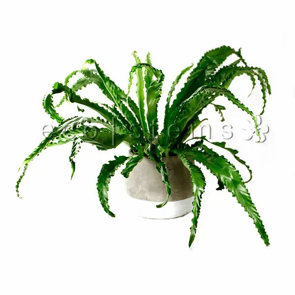 Bird's Nest Fern Potted Indoor Houseplant Toronto Ontario Delivery