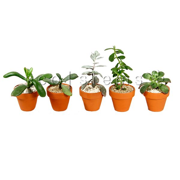 Mini Cacti and Succulents in Terracotta Pots Toronto Ontario Delivery