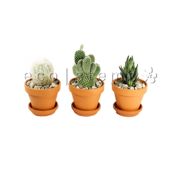 Small Cacti and Succulents in Terracotta Potted Plants Toronto Ontario Delivery