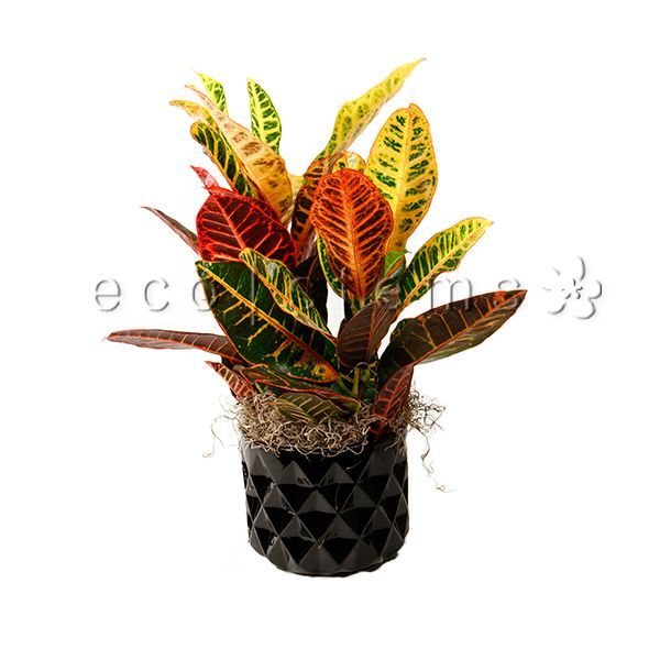 Croton Potted Indoor Plant Toronto Ontario Delivery