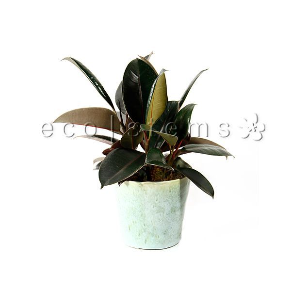 Red Rubber Plant Potted Toronto Ontario Delivery