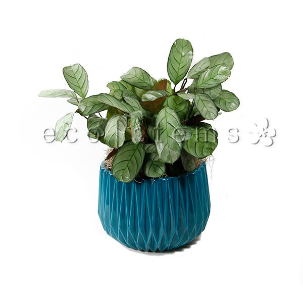Silver Fishbone Prayer Potted Indoor Houseplant Toronto Ontario Delivery