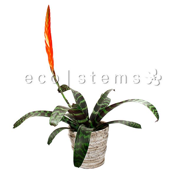 Flaming Sword Bromeliad Potted Indoor Houseplant Toronto Ontario Delivery