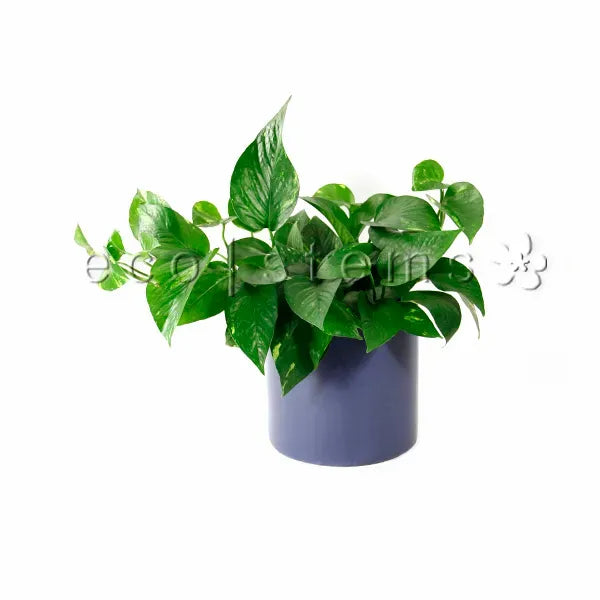 Golden Pothos Potted Indoor Plant Toronto Ontario Delivery
