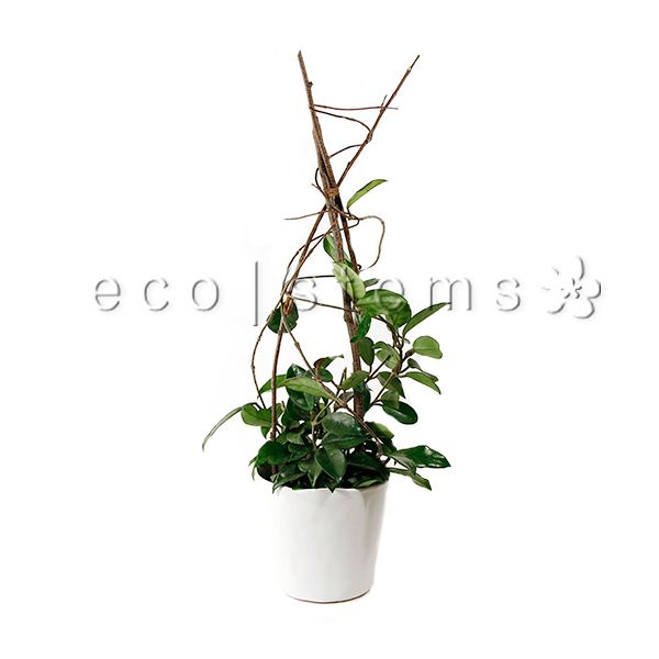 Hoya Vine Potted Plant Toronto Ontario Delivery